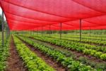 Shade Net Red - Image 2